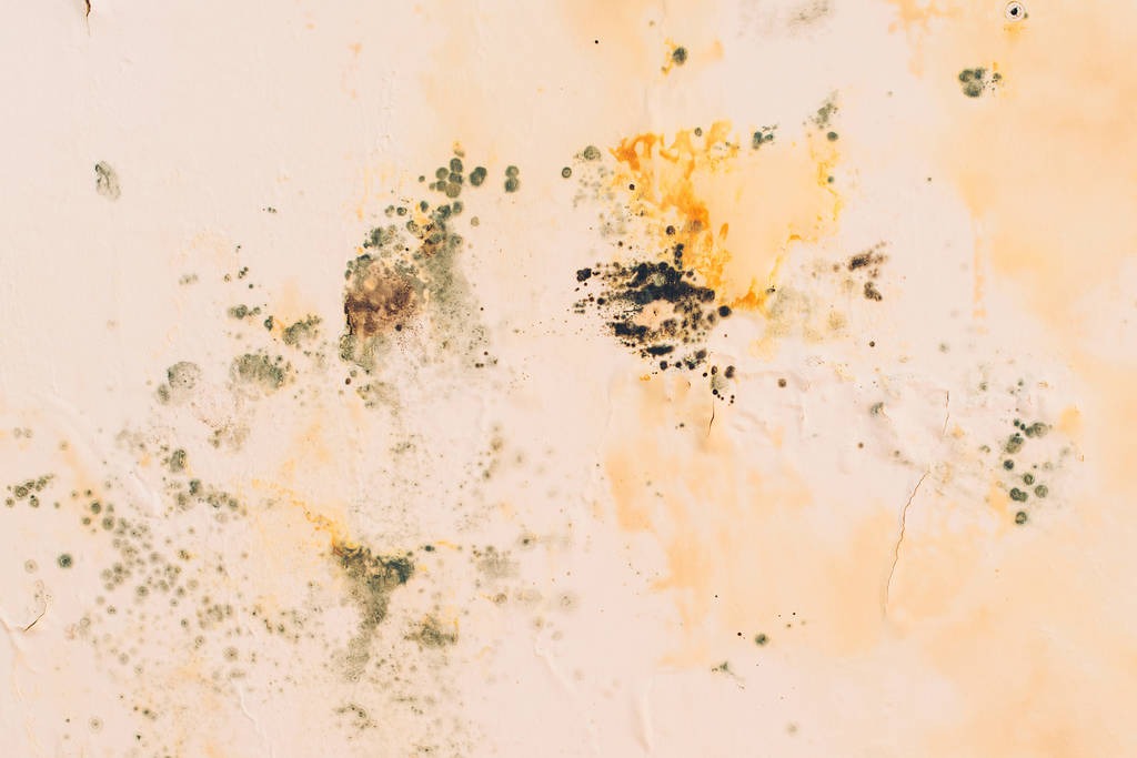 Orange Mould Growth on the Wall
