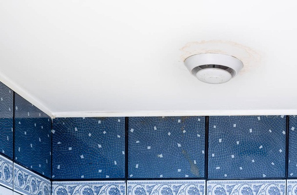 White Mould Growth around the Light in Bathroom