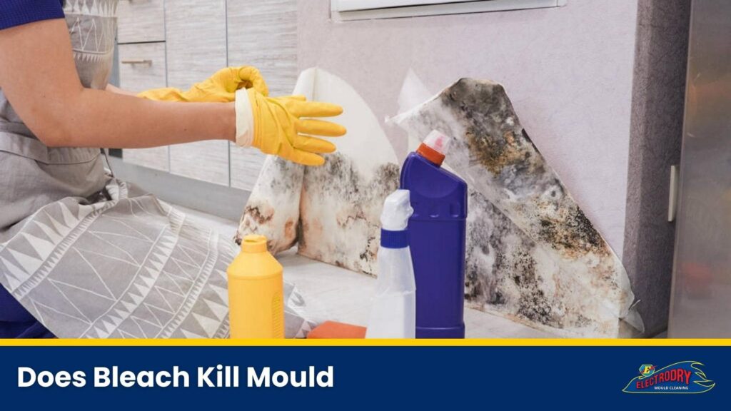Does Bleach Kill Mould?